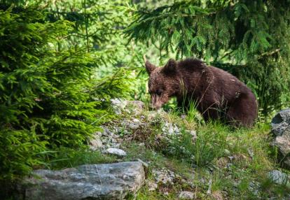 Ours Brun en Roumanie Voyage en Roumanie - Observation d’Animaux Sauvages