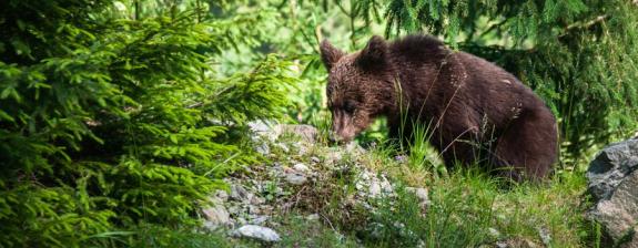 Voyage en Roumanie - Observation d’Animaux Sauvages