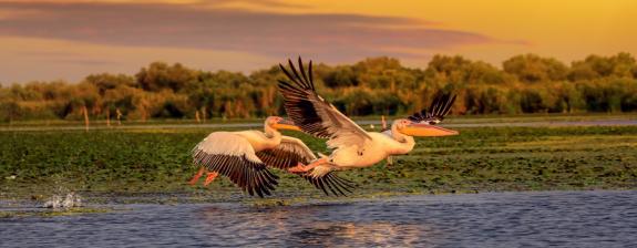 Voyage en Roumanie - Séjour dans le Delta du Danube