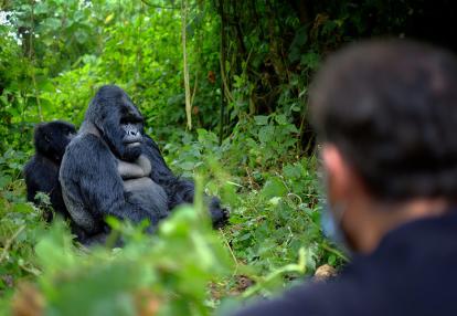 Gorilles des Montagne au Rwanda Voyage au Rwanda - Immersion au Pays du Gorille - 4J/3N