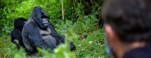 Voyage au Rwanda - Immersion au Pays du Gorille - 4J/3N