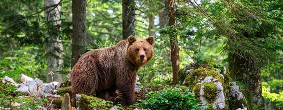 Voyage ne Slovénie - À la Rencontre des Ours