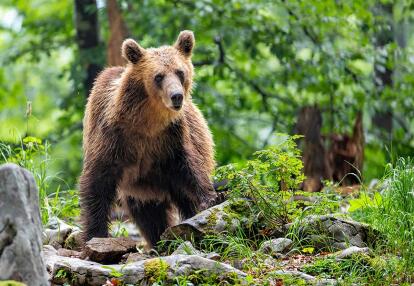 Bear at Notranjska Voyage en Slovénie - Safari sur les traces de l'ours brun