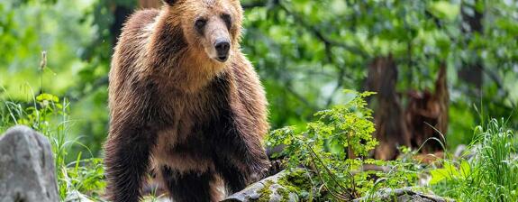 Voyage en Slovénie - Safari sur les traces de l'ours brun