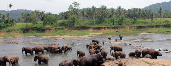 Voyage au Sri Lanka : Le Sri Lanka en Famille