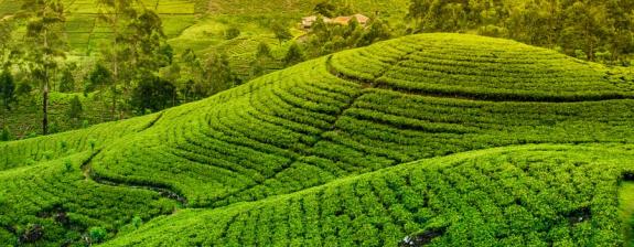 Voyage au Sri Lanka - Chic et charme Sri Lankais