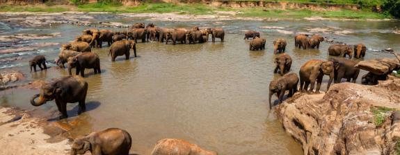 Voyage au Sri-Lanka  - Le Sri Lanka dans tous ses Etats