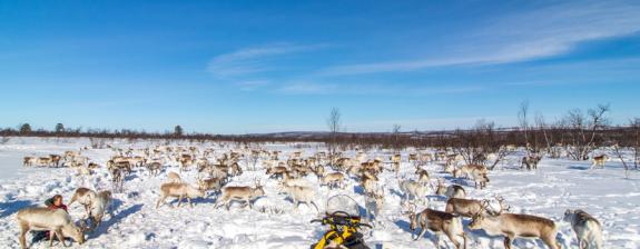 Voyage en Suède - Stockholm et; Rencontre du Peuple Sami en Laponie