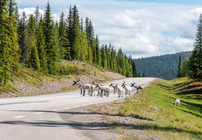 Lappland near Arvidsjaur Voyage en Suède - Aventures douces en Laponie