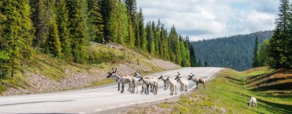 Voyage en Suède - Aventures douces en Laponie