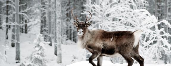 Voyage en Suède - Séjour à Kiruna