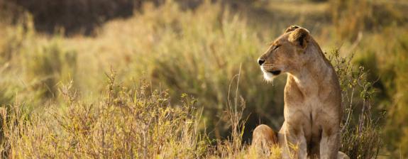 Voyage en Tanzanie - Le « Petit Serengeti » et l’Ile aux Epices