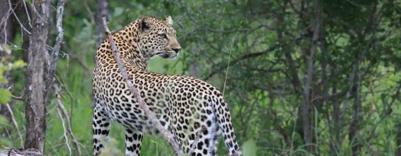 Voyage en Tanzanie - Terre et Mer : Géants de Tanzanie