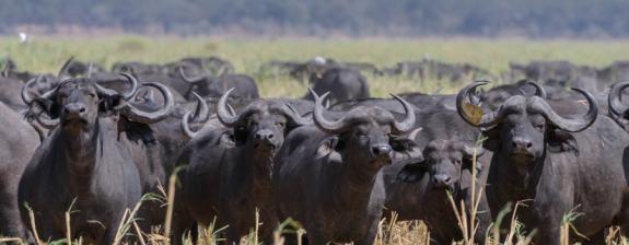 Safari en Tanzanie : Une Afrique Hors du Temps - 11J/10N