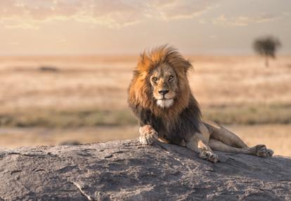 Serengeti Park Voyage en Tanzanie - Camping en Tanzanie du Nord