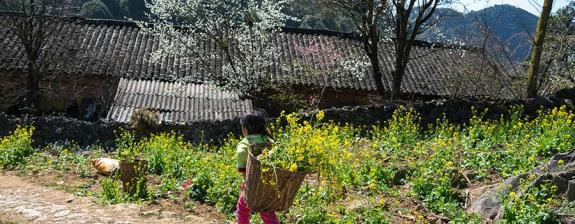 Voyage au Vietnam - Trek et Rencontres au cœur des Minorités du Haut Tonkin