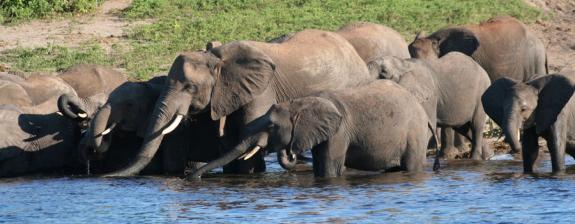 Safari en Zambie - Zambezi de Charme