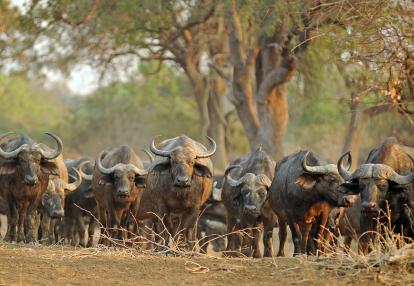 Luangwa National Park Voyage en Zambie - Les Secrets Gardés de Zambie