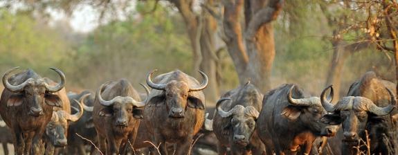 Voyage en Zambie - Les Secrets Gardés de Zambie