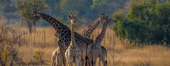 Safari au Zimbabwe - Le Zimbabwe en Famille