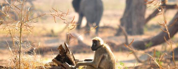 Voyage au Zimbabwe - Les Splendeurs du Zimbabwe en Famille