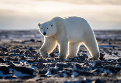 Voyage au Canada - Aurores Boréales et Ours Polaires