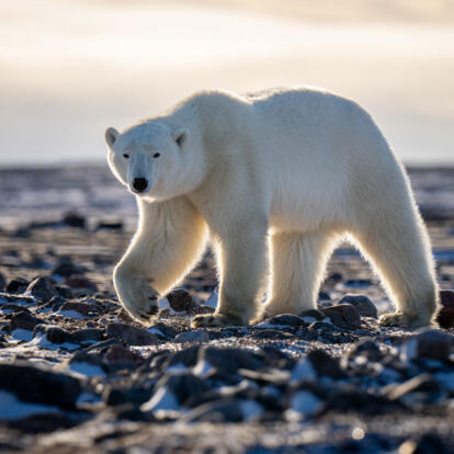 Voyage au Canada - Aurores Boréales et Ours Polaires