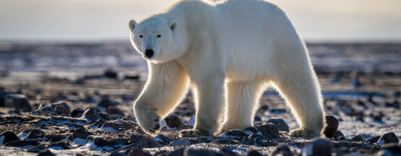 Voyage au Canada - Aurores Boréales et Ours Polaires