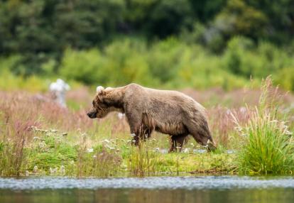 Alaska - Katmai National Park Voyage au Canada & Alaska - Destination Grand Ouest et Alaska