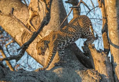 Ruaha NP - Lion Voyage en Tanzanie - Grands Prédateurs et IIe aux Épices
