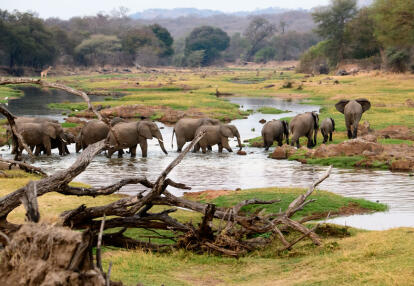 Ruhua NP Voyage en Tanzanie Les Grands Parcs du Sud Tanzanien