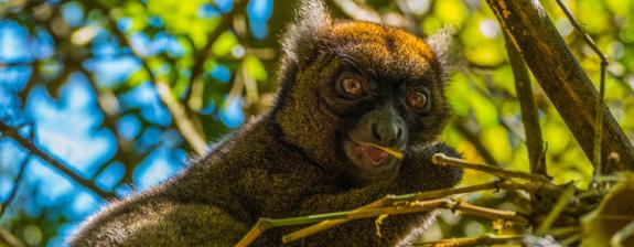 Voyage à Madagascar - Au cœur de la Nature Malgache