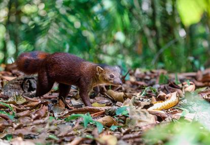 Farankaraina - Ring-tailed mongoose Voyage à Madagascar - Evasion Malgache