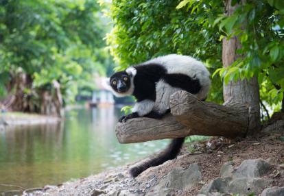 Andasibe NP - Black-and-white Ruffed Lemur Voyage à Madagascar - L'Est; le refuge des Indris