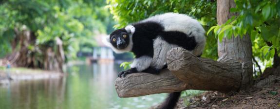 Voyage à Madagascar - L'Est; le refuge des Indris