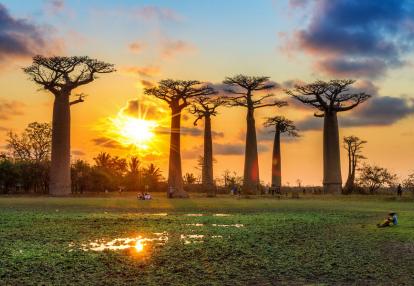 Morondova - Allée des Baobabs Voyage à Madagascar - A l’ombre des Baobabs