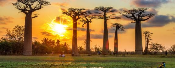 Voyage à Madagascar - A l’ombre des Baobabs