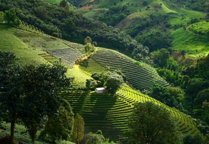 Mae Salong Voyage en Thaïlande - A la Découverte des Perles du Nord