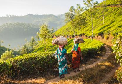 Kerala - Munnar Voyage en Inde - Du Tamil Nadu au Kerala