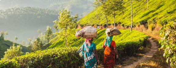 Voyage en Inde - Du Tamil Nadu au Kerala