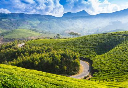 Kerala - Munnar Voyage en Inde - Les splendeurs de Grand Sud