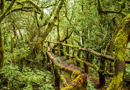 De Tenerife à La Gomera, l'Odyssée des Randonneurs