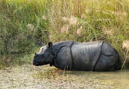 Chitwan NP Voyage au Népal - De Katmandou à Chitwan