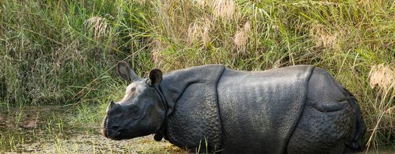 Voyage au Népal - De Katmandou à Chitwan