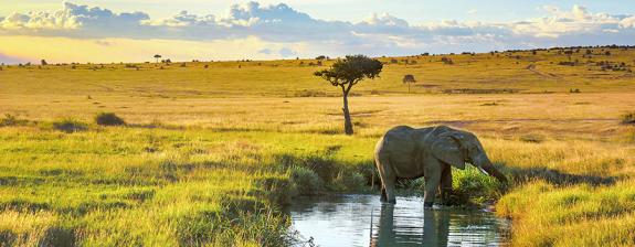 Voyage au Kenya - Safari d'exception
