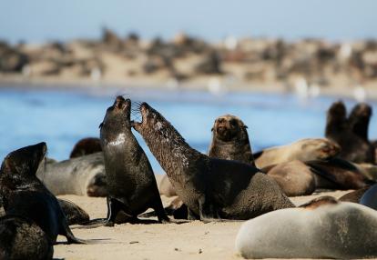 Walvis Bay Voyage en Namibie - Sous les Etoiles