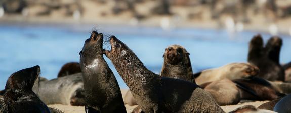 Voyage en Namibie - Sous les Etoiles
