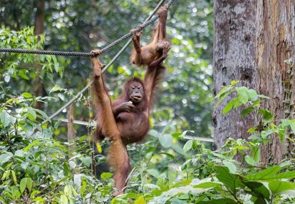 Sabah - Sepilok Voyage en Malaisie - A la découverte de la Nature Sauvage de Bornéo