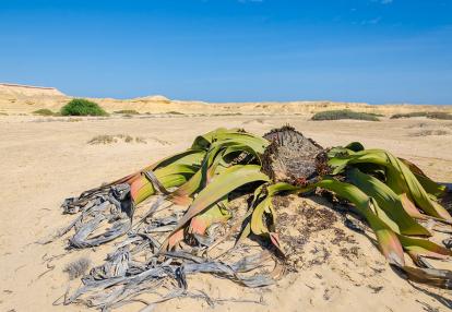 Welwitschia Voyage en Angola - Tribus du Sud et Merveilles du Désert