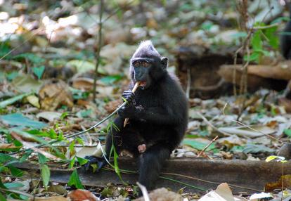 Sulawesi - Réserve naturelle de Tangkoko Batuangus - Singe macaque à crête de Célèbes, Macaca nigra Voyage en Indonésie - Expédition à Sulawesi Nord